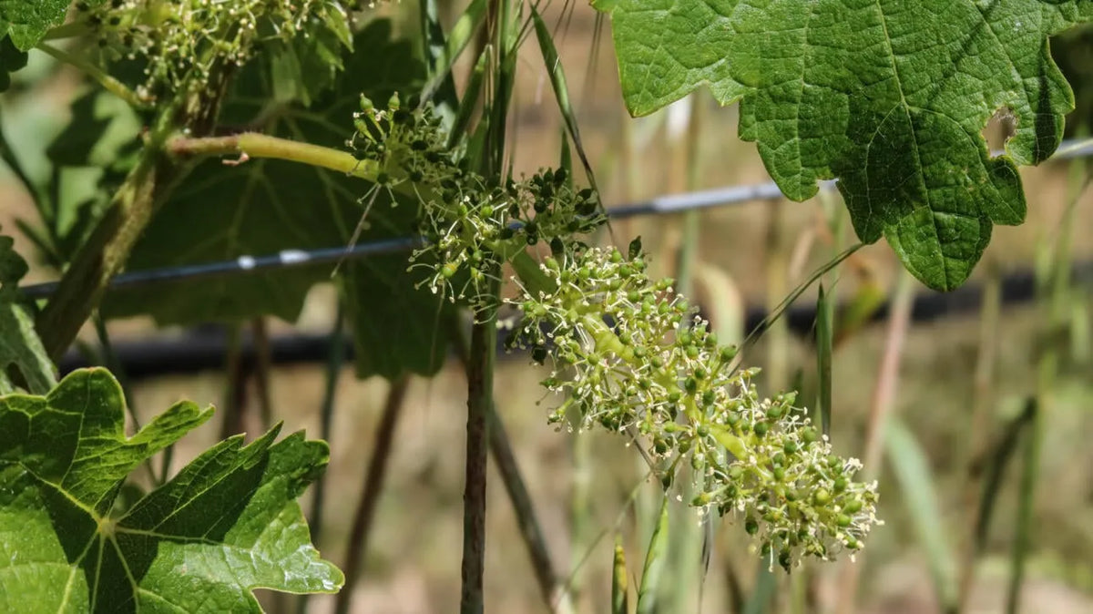 Following the 2026 Growing Season | Flowering