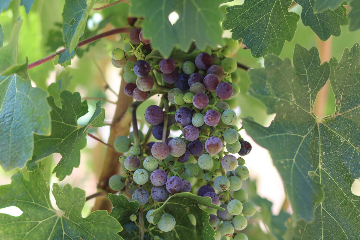 Following the 2026 Growing Season | Veraison