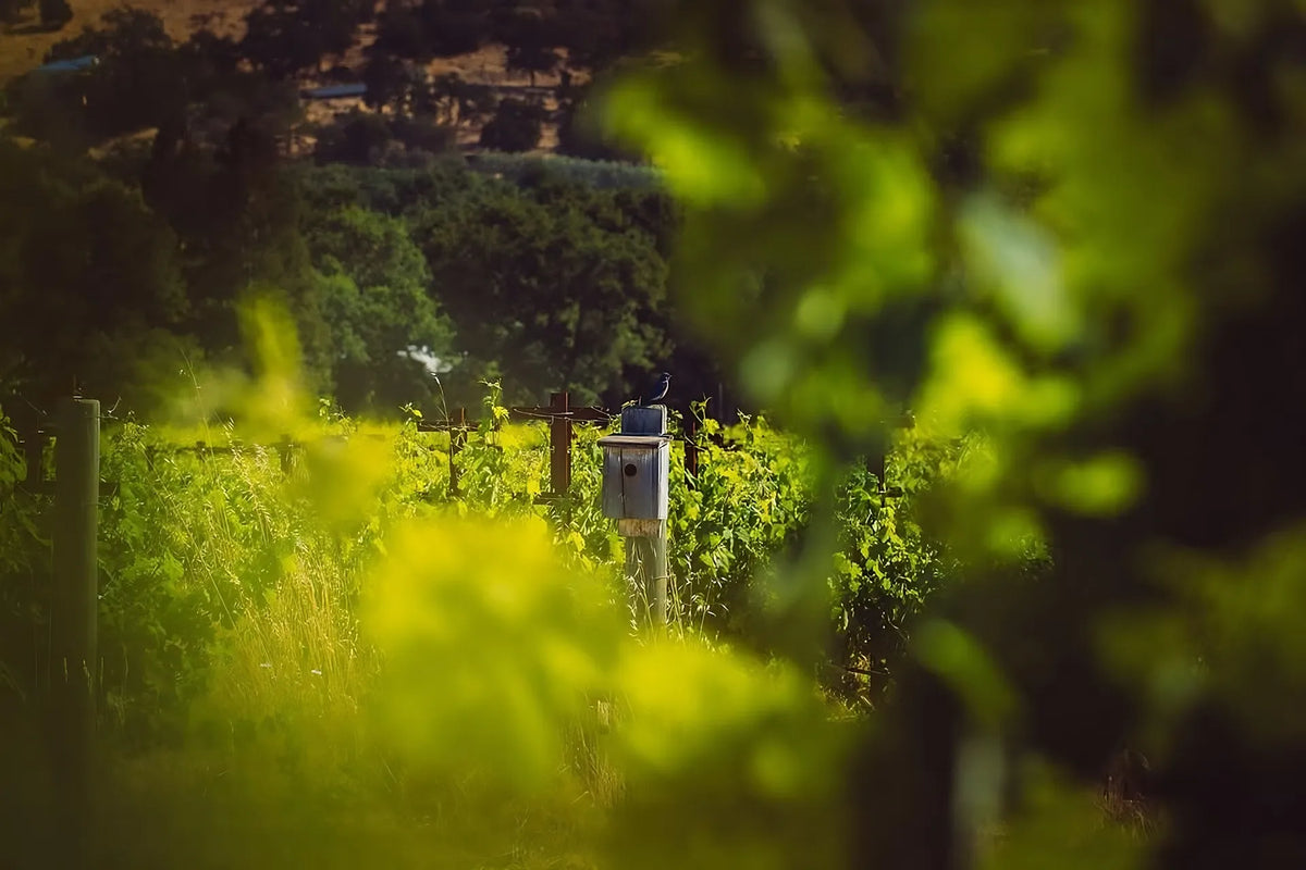 land vineyards