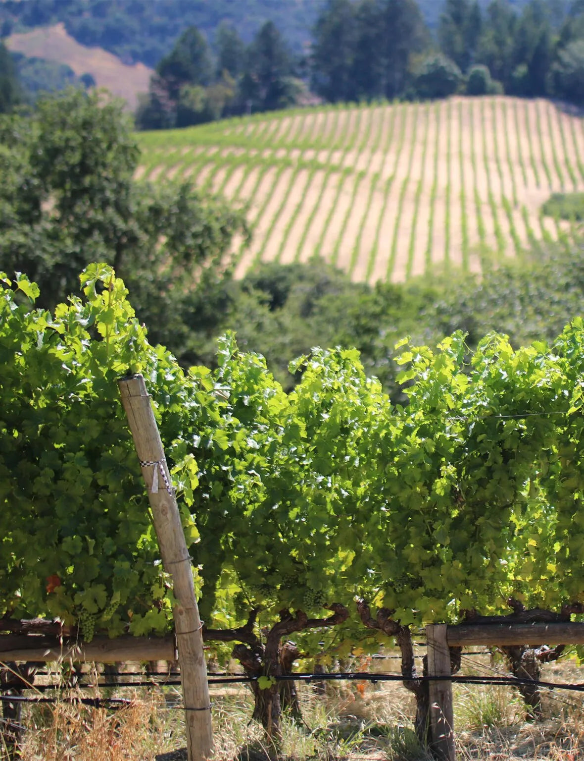 vineyards farm