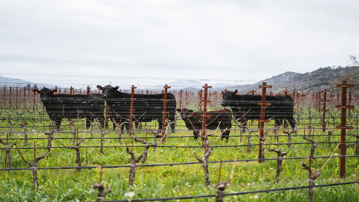 vineyard gallery cows