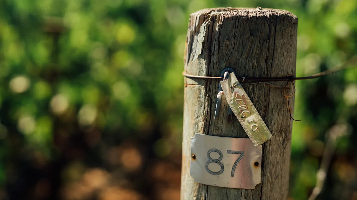 vineyards gallery stake