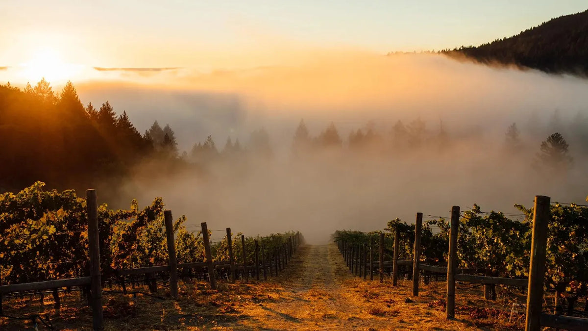 vineyards gallery landscape