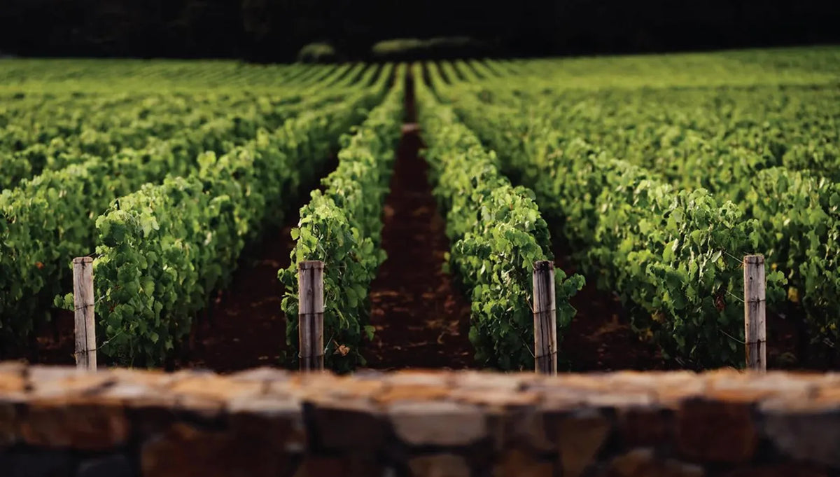 vineyards