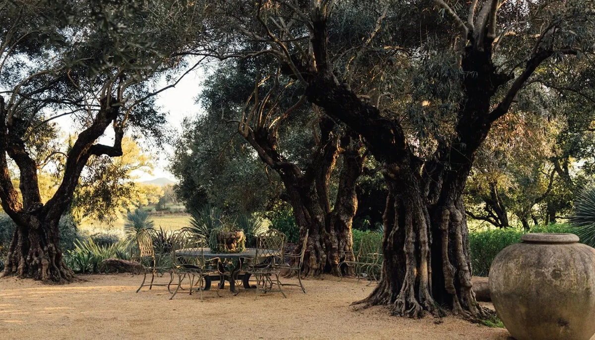 An outdoor patio area shaded by large, gnarled trees with a sandy ground, featuring a small round table and chairs, a large stone planter in the foreground, and a sunlit background.
