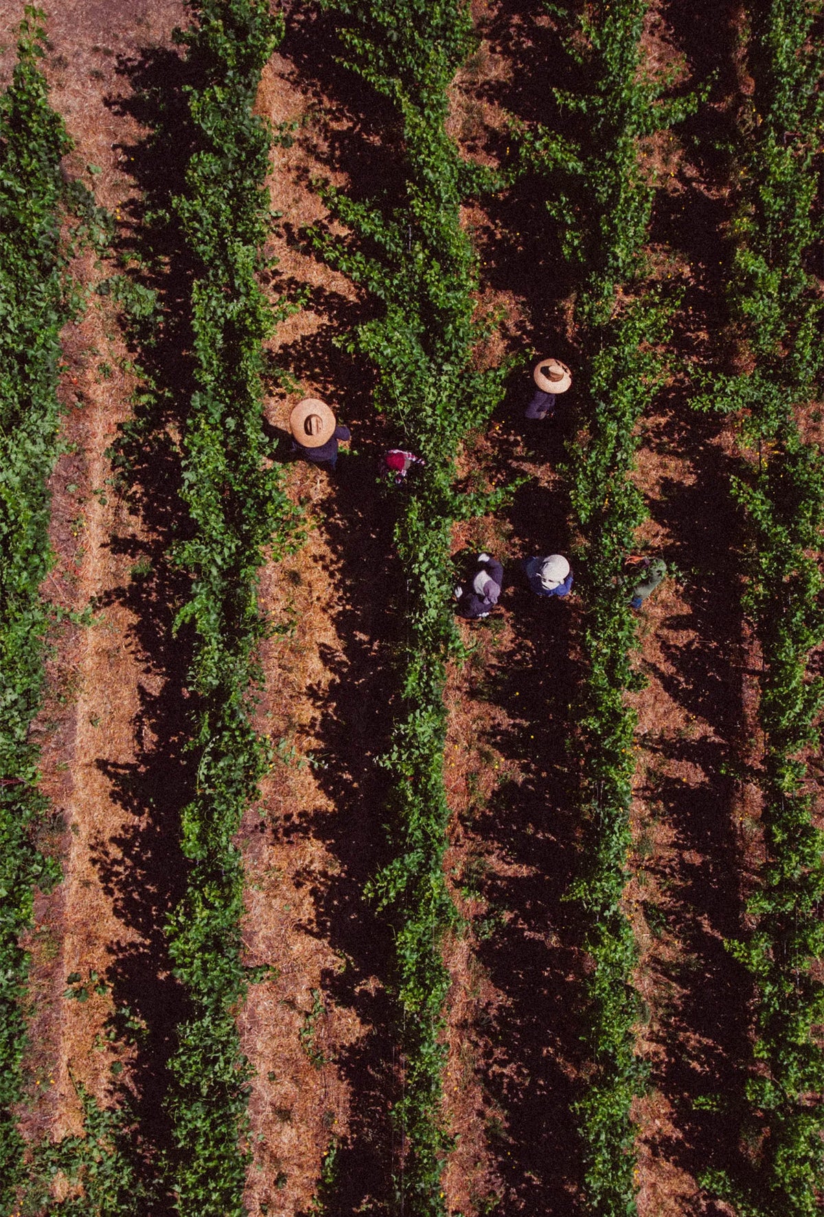 Aerial view of a vineyard or crop field with long rows of green vines and several small workers standing among them.