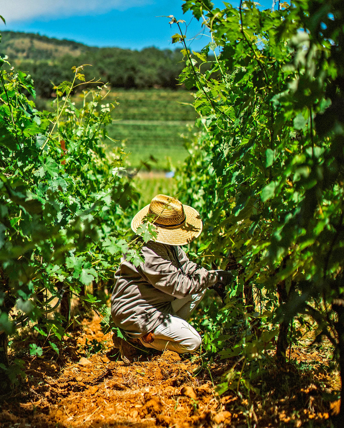 A person wearing a straw hat, gray long-sleeve shirt, and light pants crouches among leafy grapevines in a sunny vineyard, with hills and blue sky in the background.