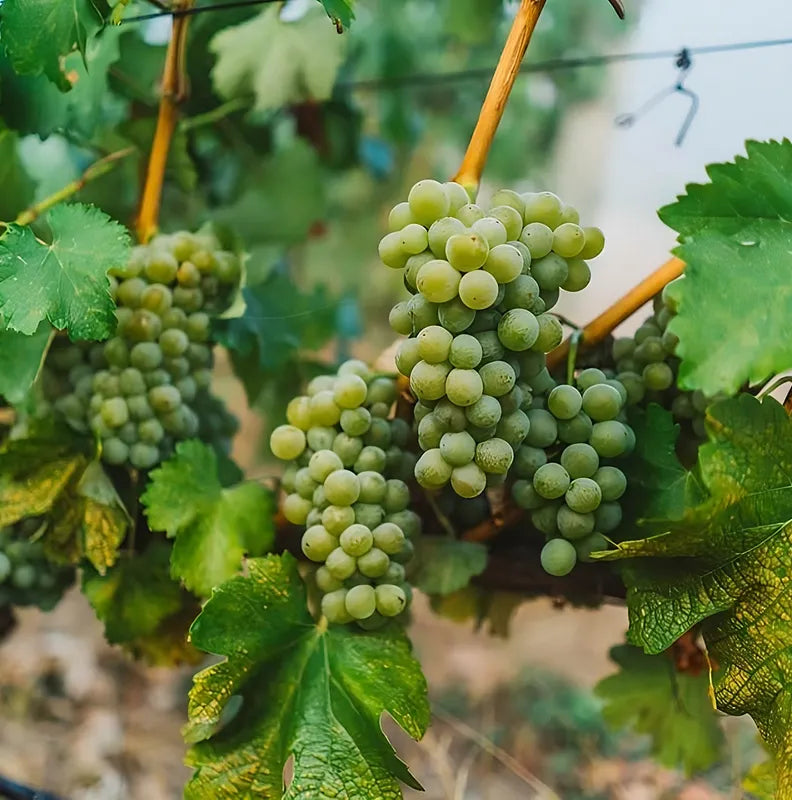 Green grape clusters hanging from a vine with green leaves in a vineyard.